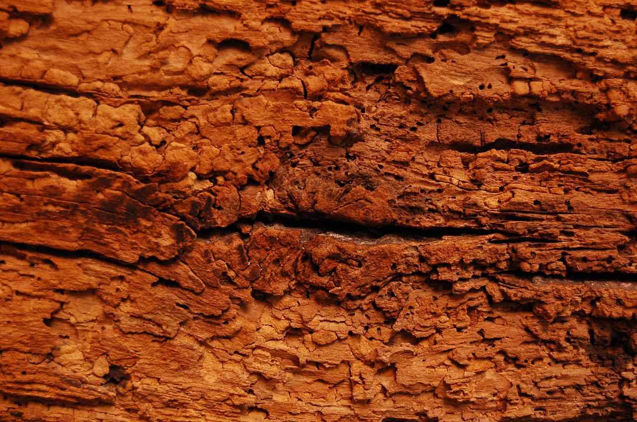 texture, wood, woodworms-1184498.jpg