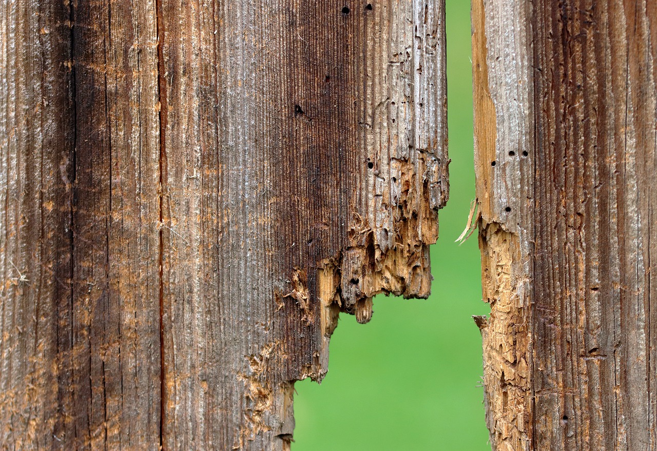 wood, woodworm, broken-4524613.jpg